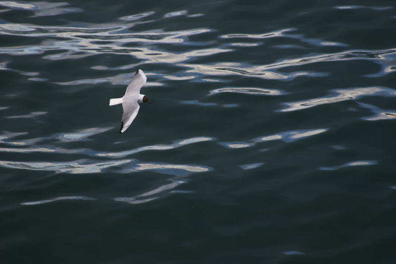 Black-Headed Gull In Flight